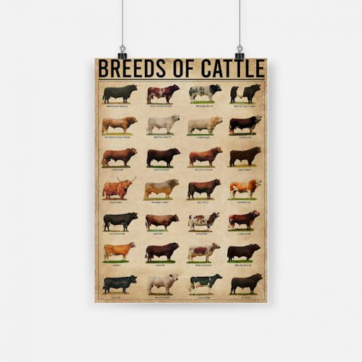Breeds of cattle aberdeen angus beef shorthorn belgian blue poster 1