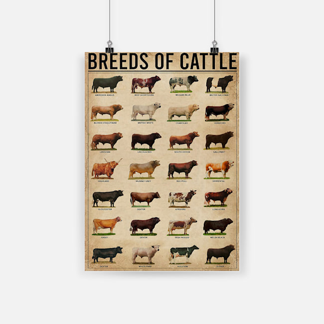 Breeds of cattle aberdeen angus beef shorthorn belgian blue poster 2
