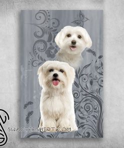 I just love maltese white pets maltese dog poster