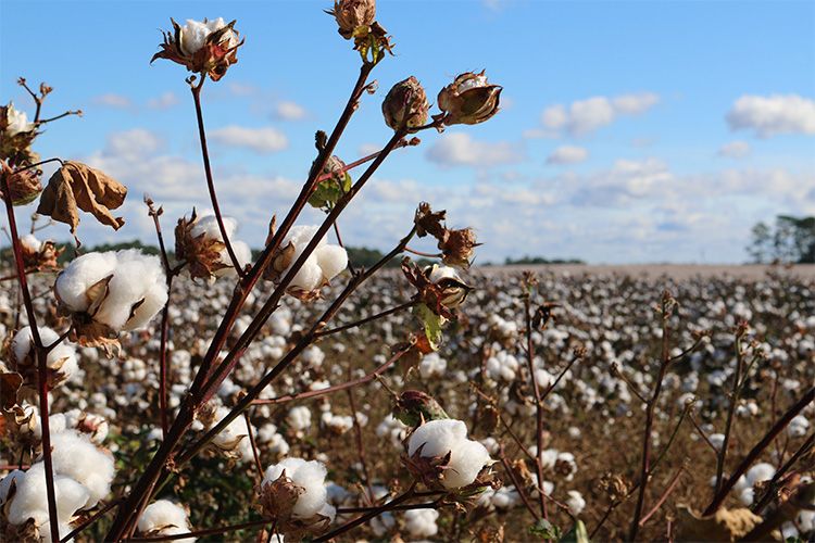 What is organic cotton? sustainable solution or marketing gimmick?